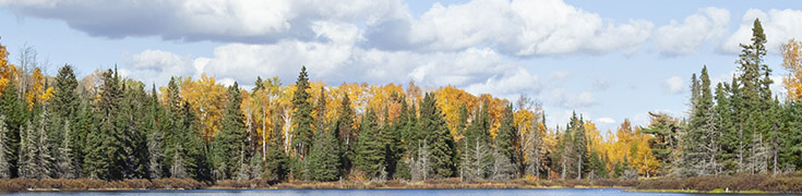 Minnesota trees around a lake photo